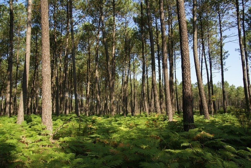 La forêt des Landes